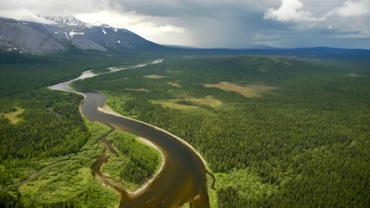 Top 10 Countries with the Largest Forest Areas in 2025: Strategic Pillars of Global Sustainability